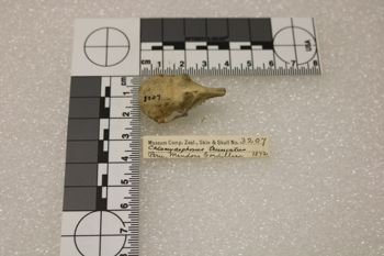 Media type: image;   Mammalogy 3207 Description: Image of skeleton specimen - dorsal view. dorsal view of skull.;